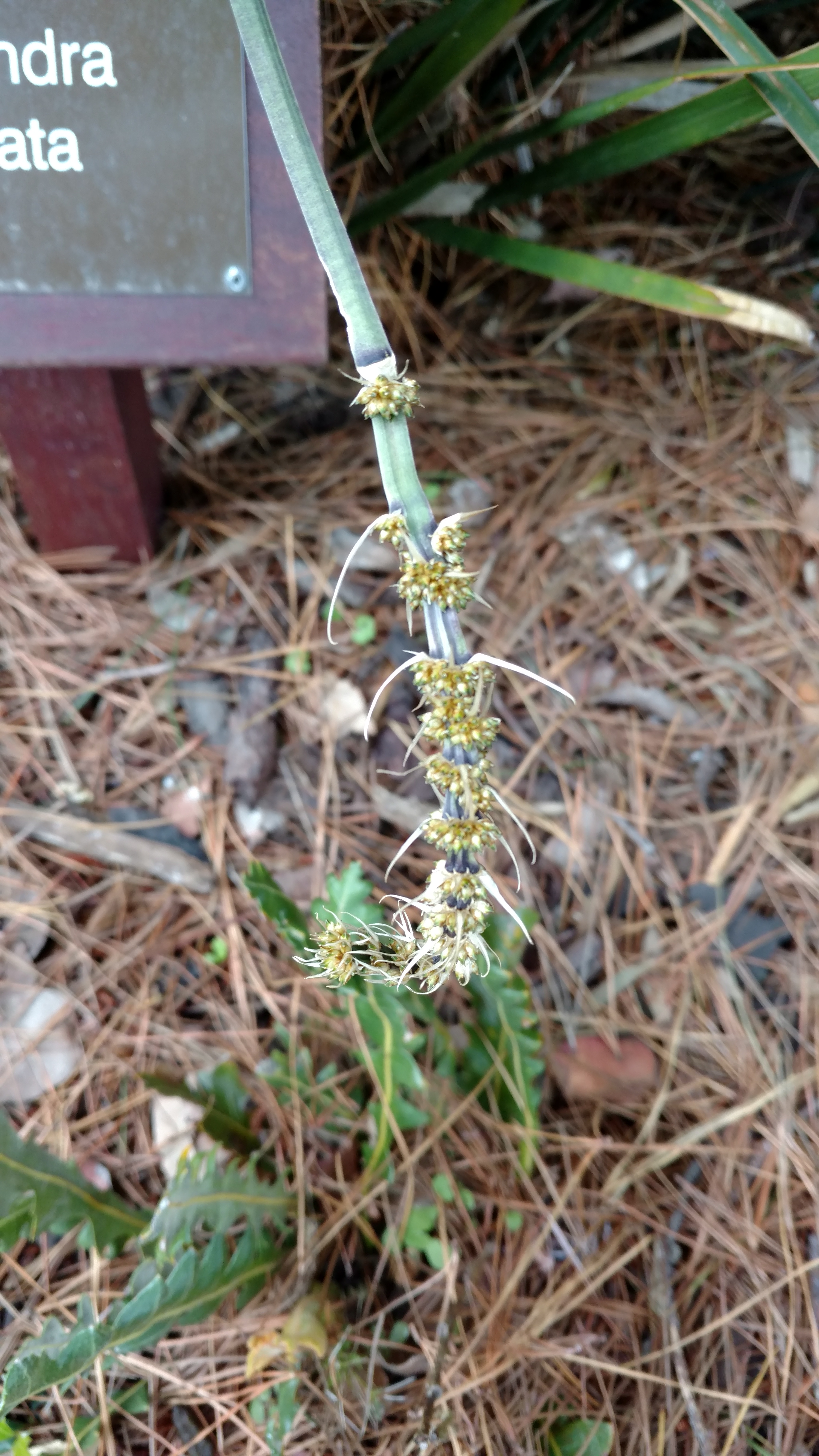 Lomandra spicata plantplacesimage20161213_114054.jpg
