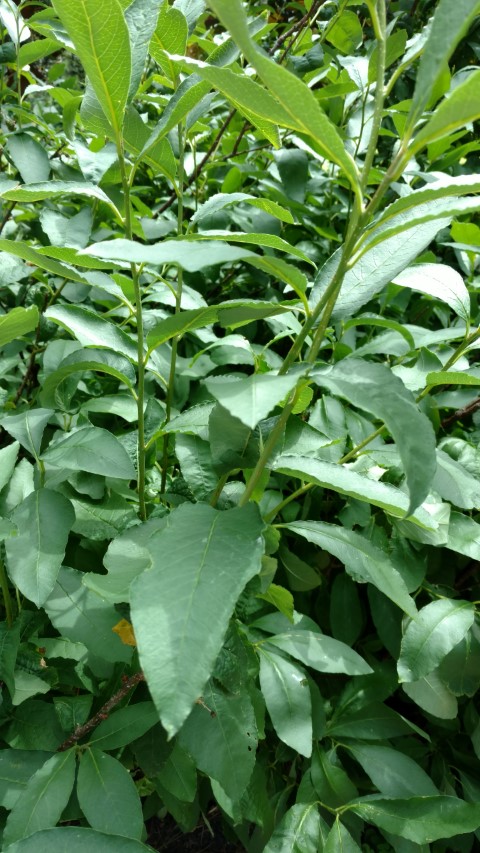 Osmaronia cerasiformis plantplacesimage20161213_115120.jpg
