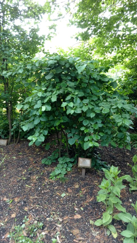 Viburnum dentatum plantplacesimage20161213_115208.jpg