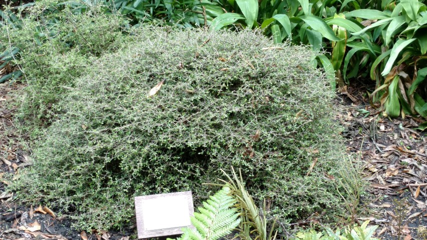 Coprosma ciliata plantplacesimage20161213_115519.jpg