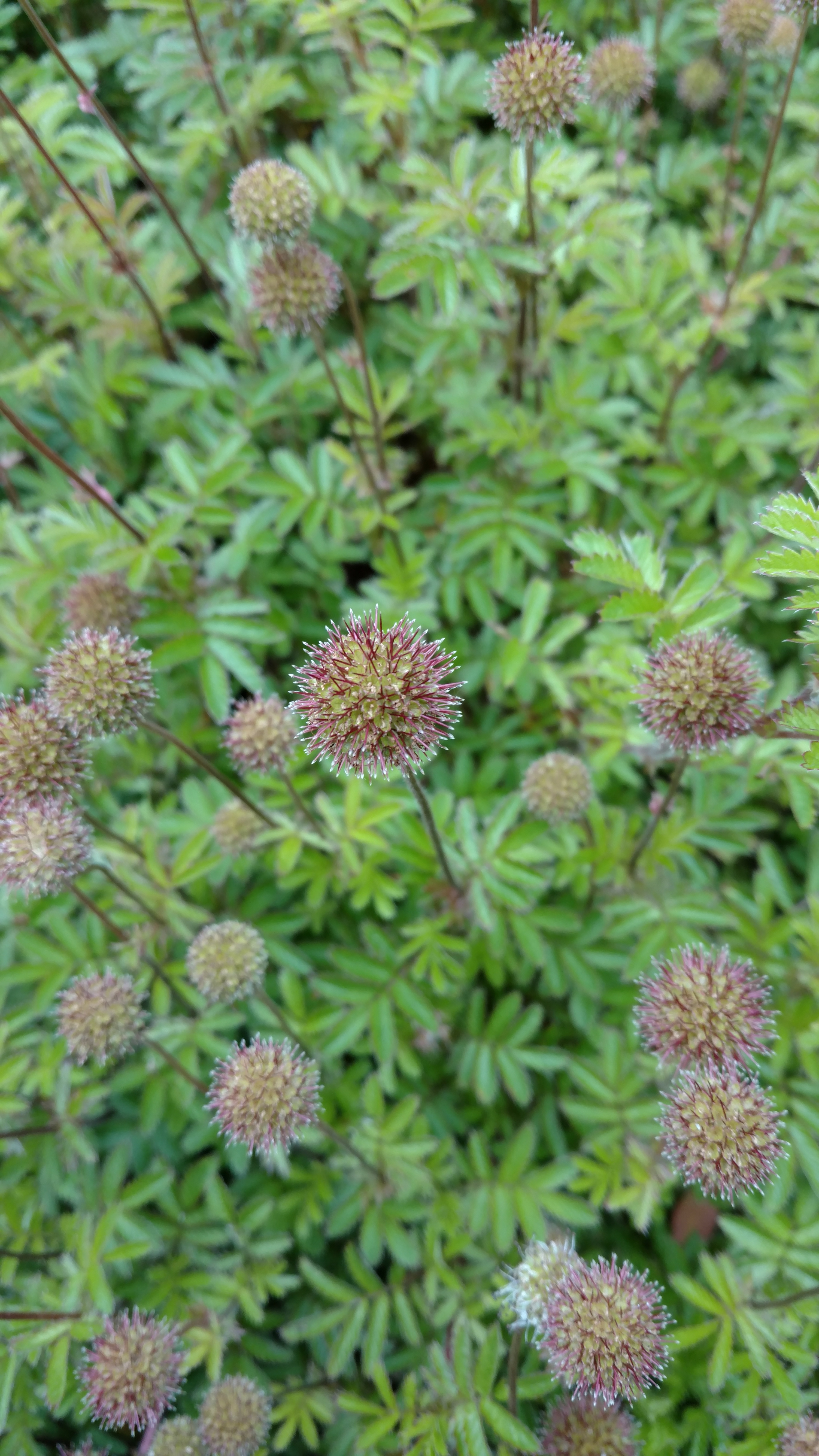 Acaena novae-zelandiae plantplacesimage20161213_120103.jpg