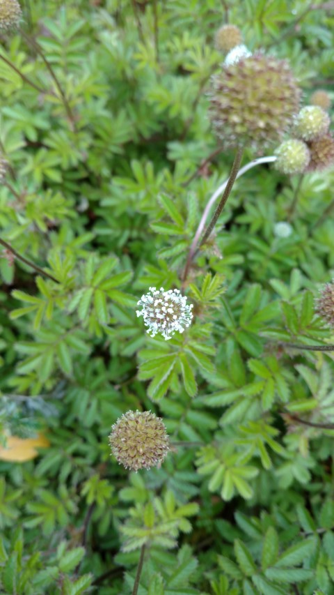 Acaena novae-zelandiae plantplacesimage20161213_120118.jpg