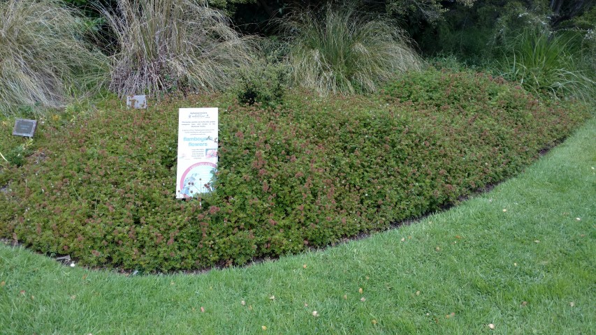 Acaena novae-zelandiae plantplacesimage20161213_120135.jpg