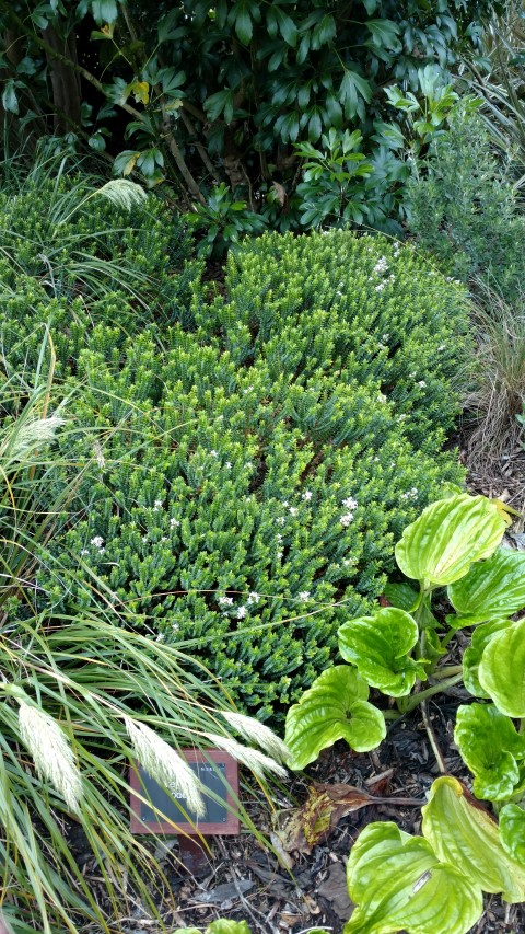 Veronica odora plantplacesimage20161213_120634.jpg