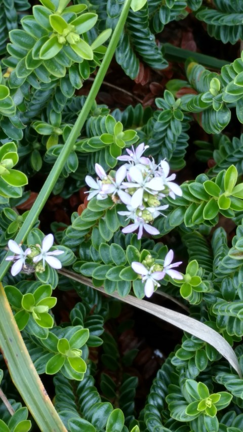 Veronica odora plantplacesimage20161213_120643.jpg