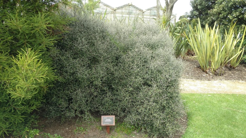 Corokia cotoneaster plantplacesimage20161213_121154.jpg