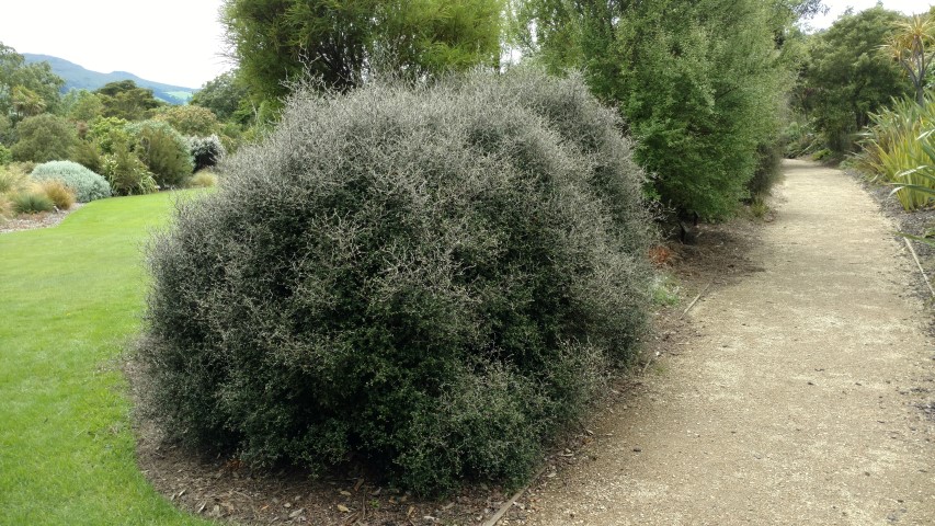 Corokia cotoneaster plantplacesimage20161213_121226.jpg