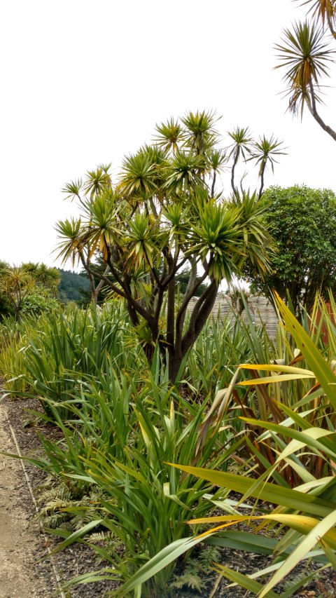 Cordyline australis plantplacesimage20161213_121327.jpg