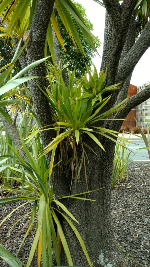 Cordyline australis plantplacesimage20161213_121347.jpg