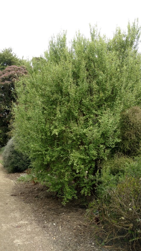 Olearia hectorii plantplacesimage20161213_121427.jpg