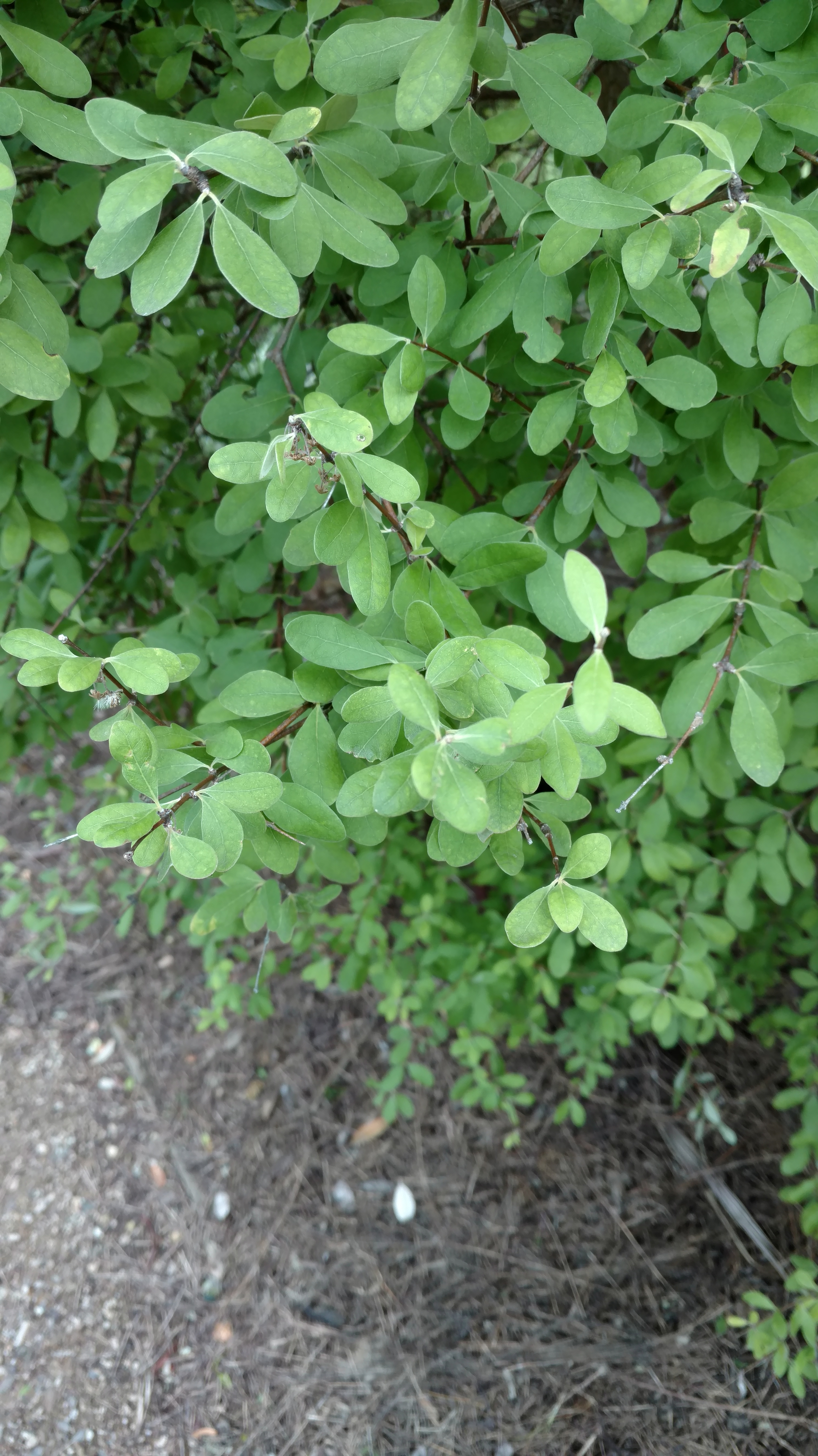 Olearia hectorii plantplacesimage20161213_121438.jpg