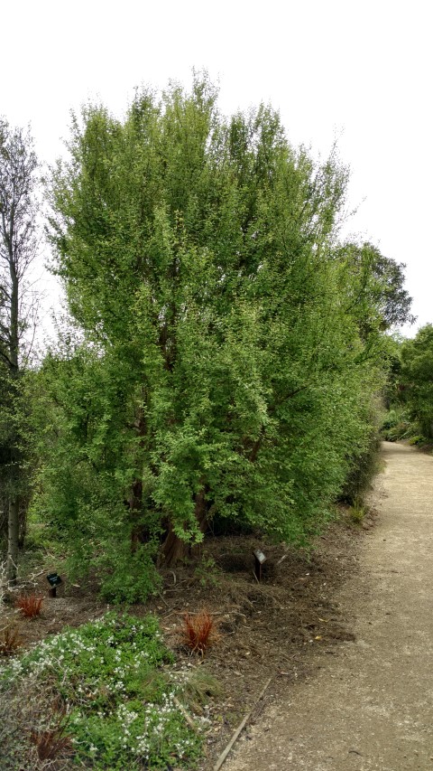 Olearia hectorii plantplacesimage20161213_121448.jpg