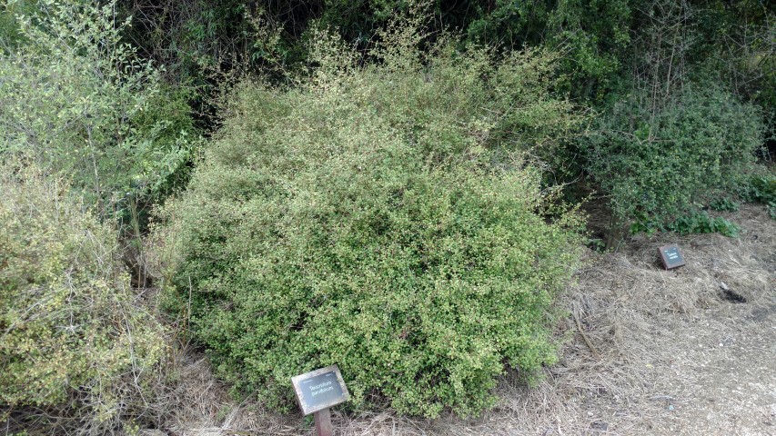 Teucridium parvifolium plantplacesimage20161213_121605.jpg