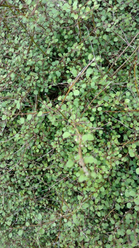 Teucridium parvifolium plantplacesimage20161213_121632.jpg