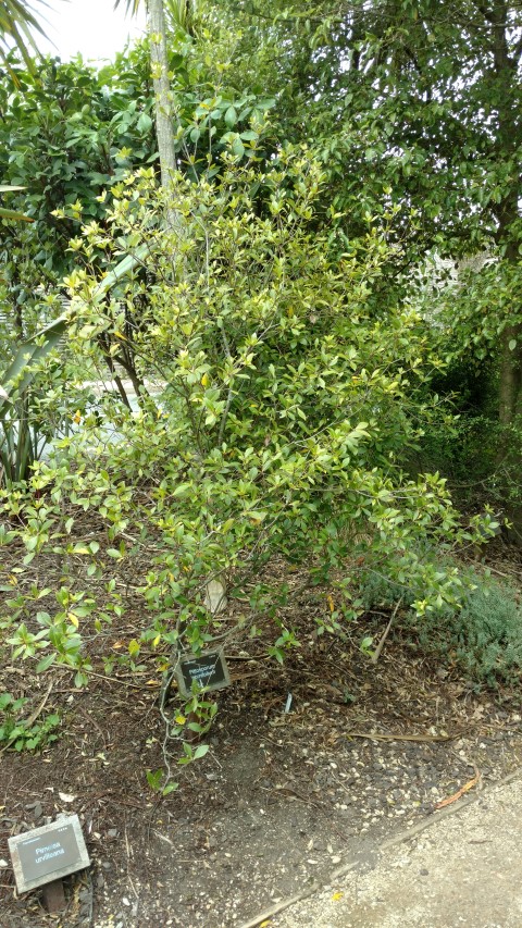 Pittosporum cornifolium plantplacesimage20161213_121739.jpg