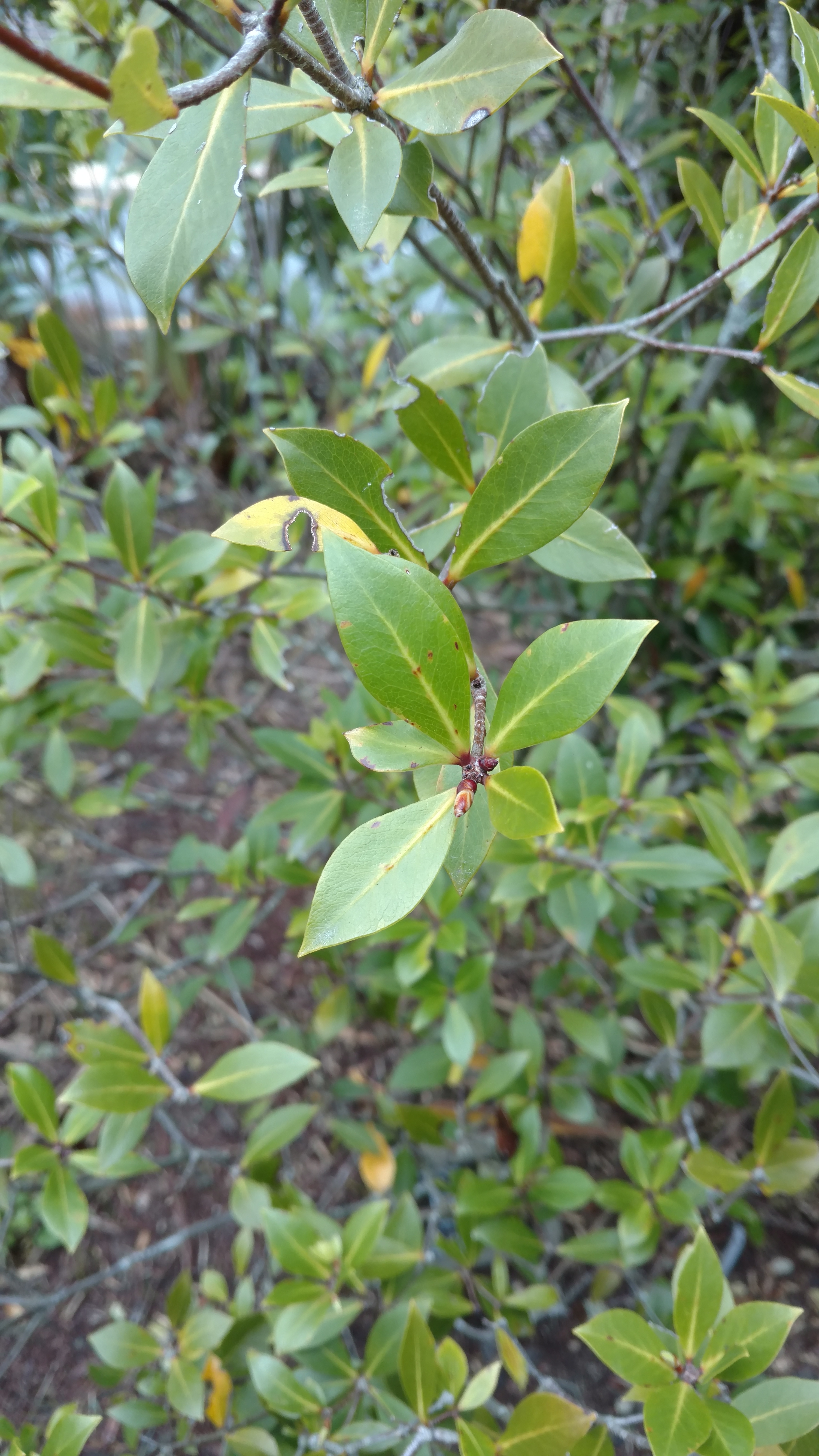 Pittosporum cornifolium plantplacesimage20161213_121752.jpg