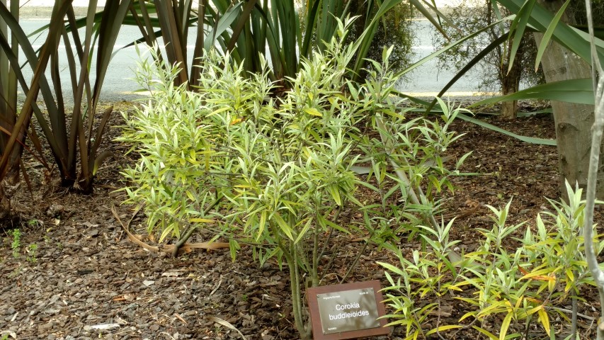 Corokia buddleioides plantplacesimage20161213_121905.jpg