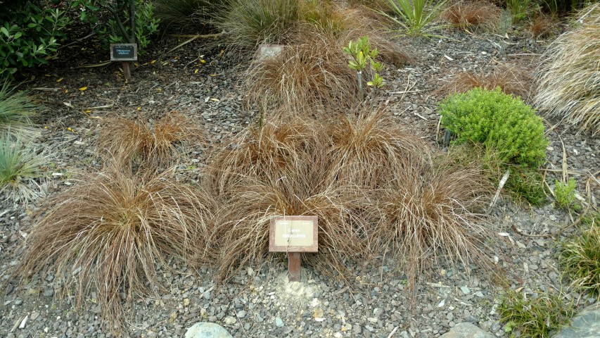 Carex tenuiculmis plantplacesimage20161213_122208.jpg