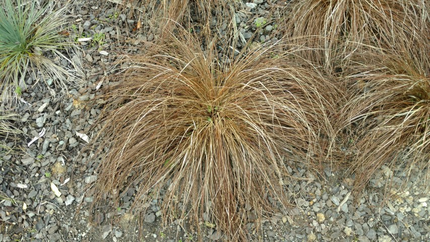 Carex tenuiculmis plantplacesimage20161213_122225.jpg