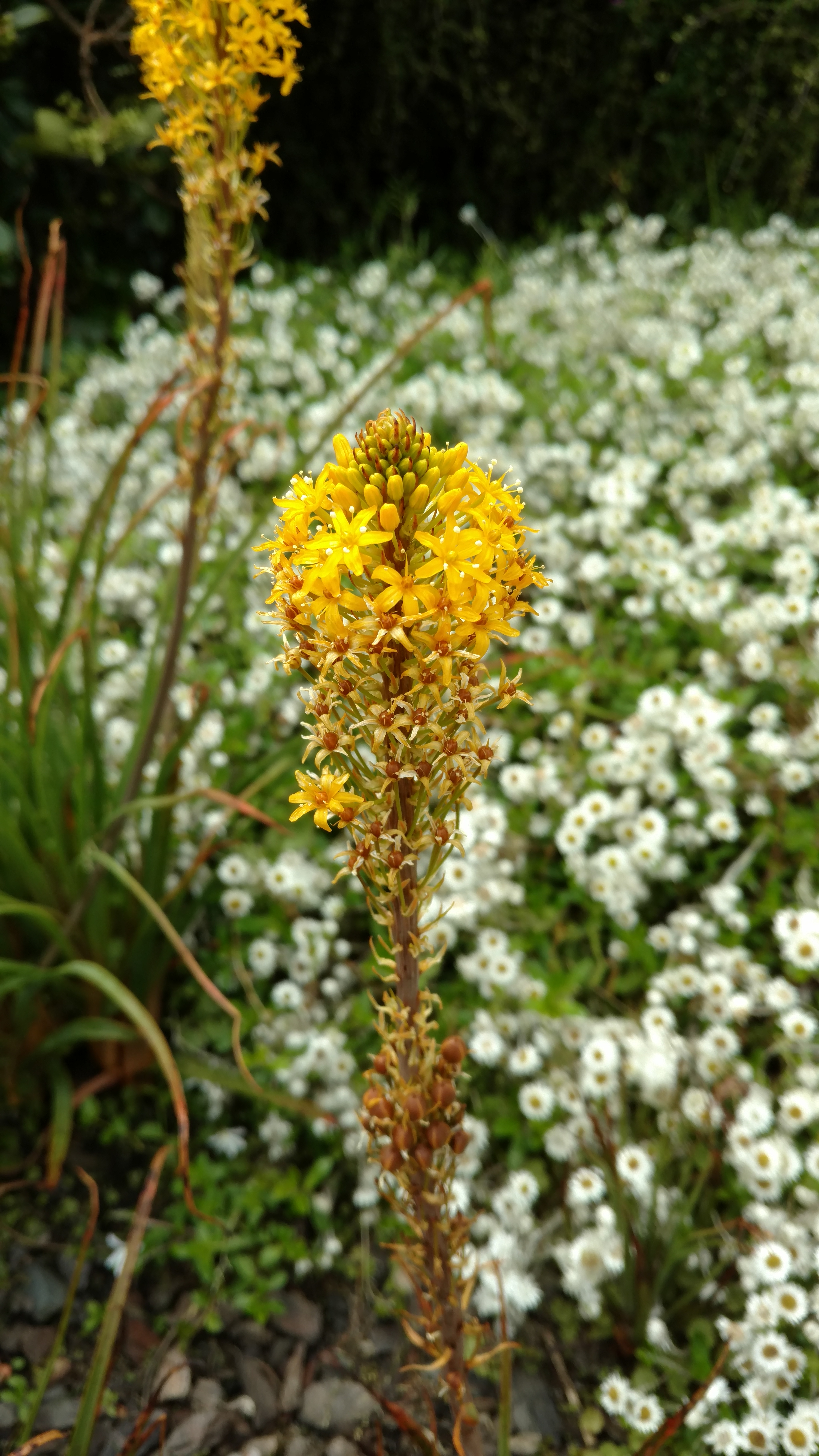 Bulbinella hookeri plantplacesimage20161213_122522.jpg