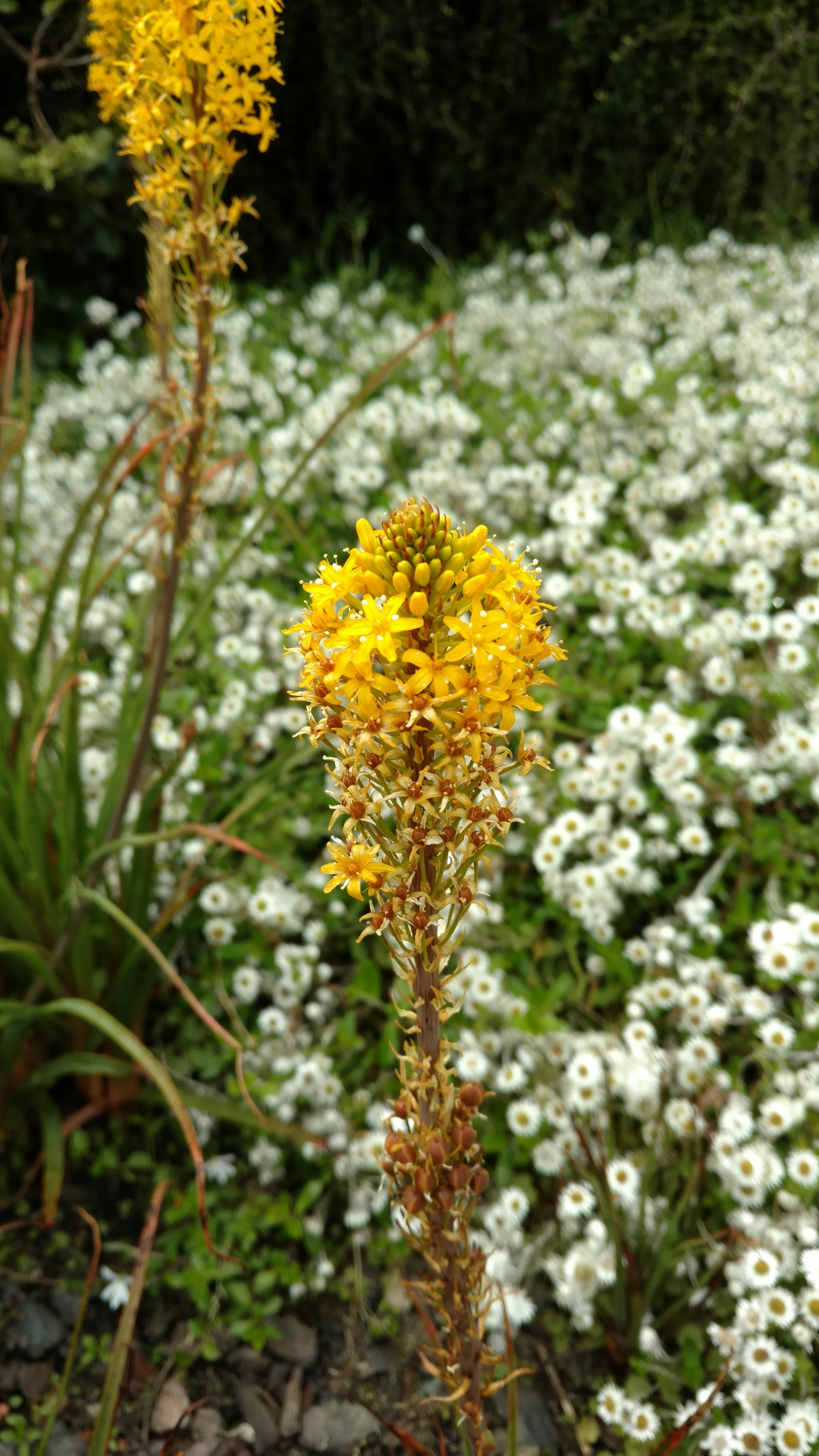 Bulbinella hookeri plantplacesimage20161213_122532.jpg