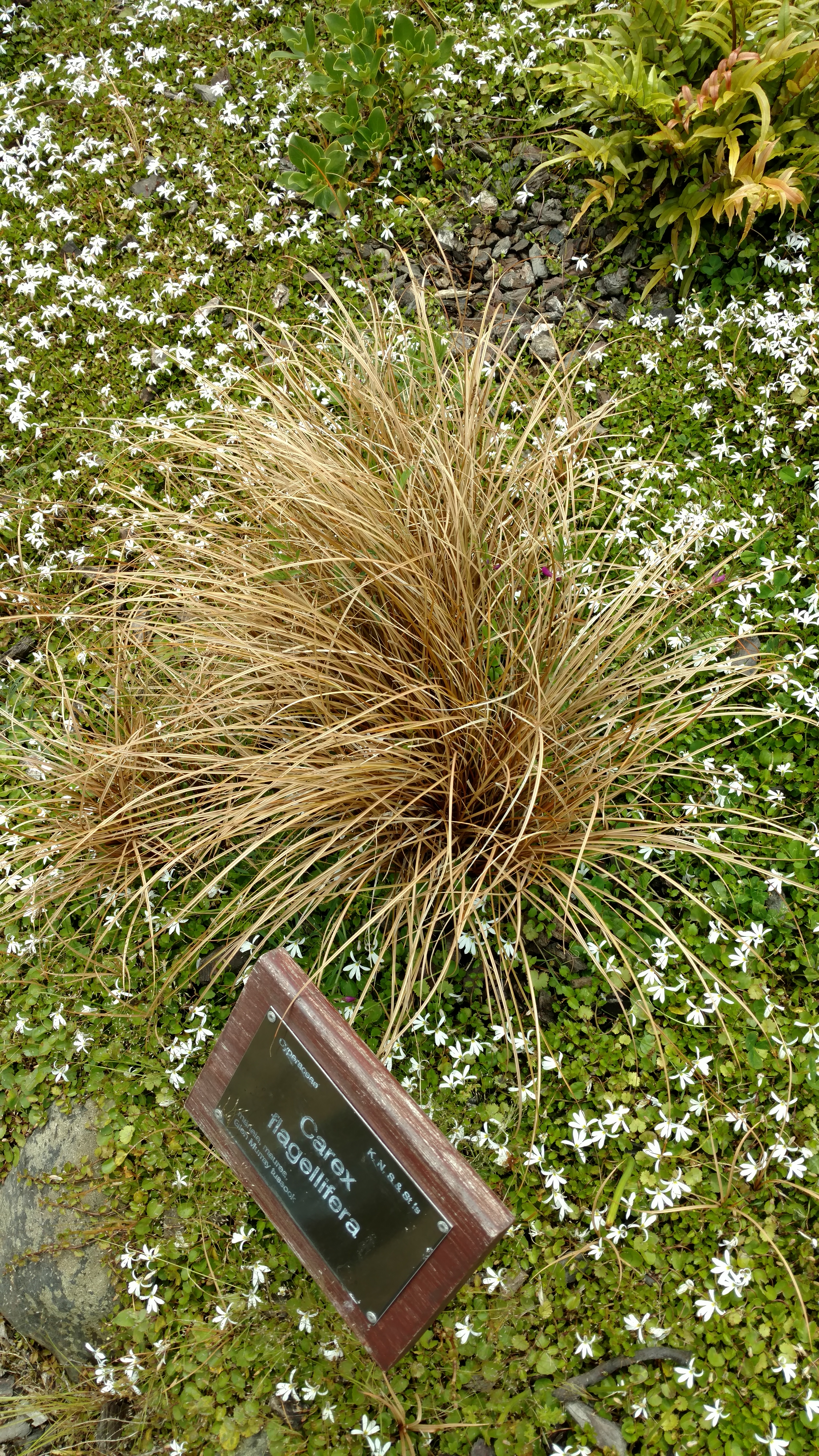 Carex flagellifera plantplacesimage20161213_122627.jpg