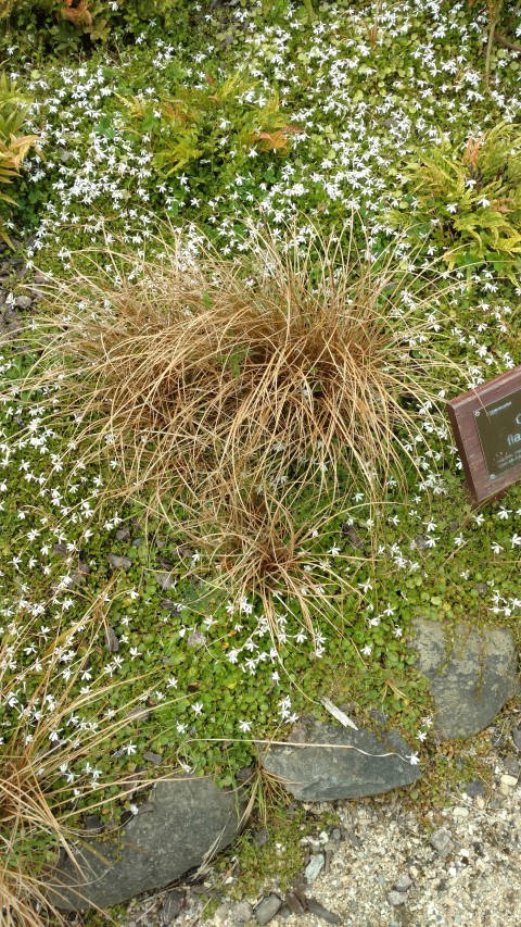 Carex flagellifera plantplacesimage20161213_122641.jpg