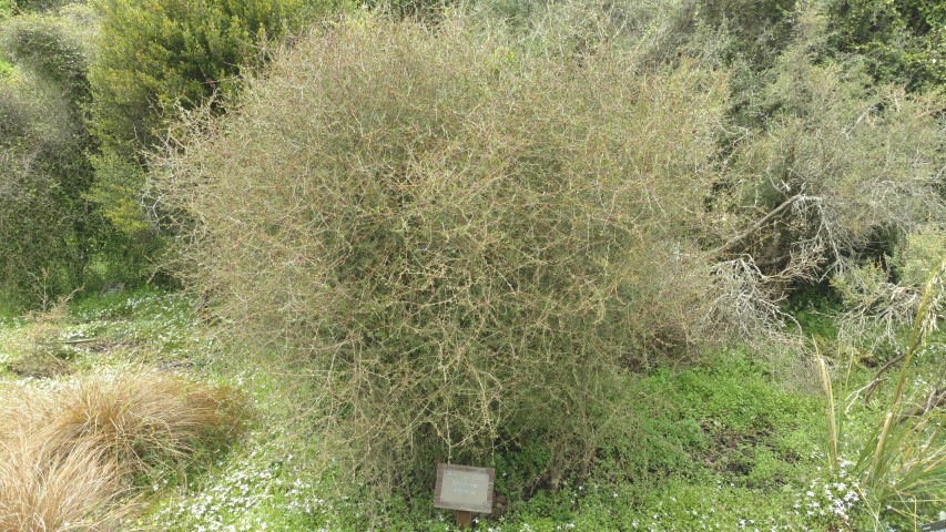 Coprosma intertexta plantplacesimage20161213_122743.jpg