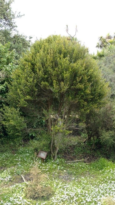Coprosma linarifolia plantplacesimage20161213_122923.jpg