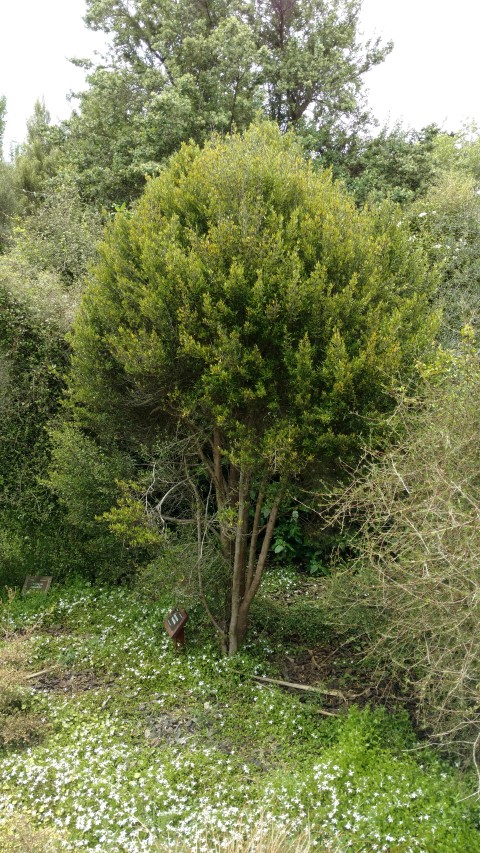 Coprosma linarifolia plantplacesimage20161213_122934.jpg
