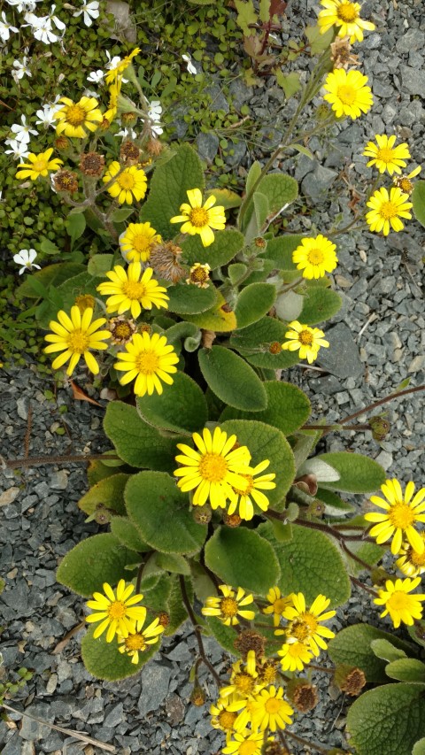 Brachyglottis lagopus plantplacesimage20161213_123121.jpg