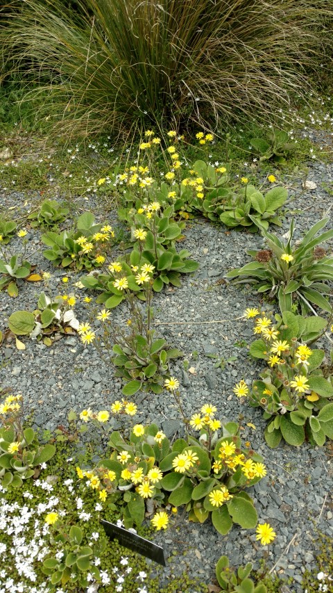 Brachyglottis lagopus plantplacesimage20161213_123134.jpg