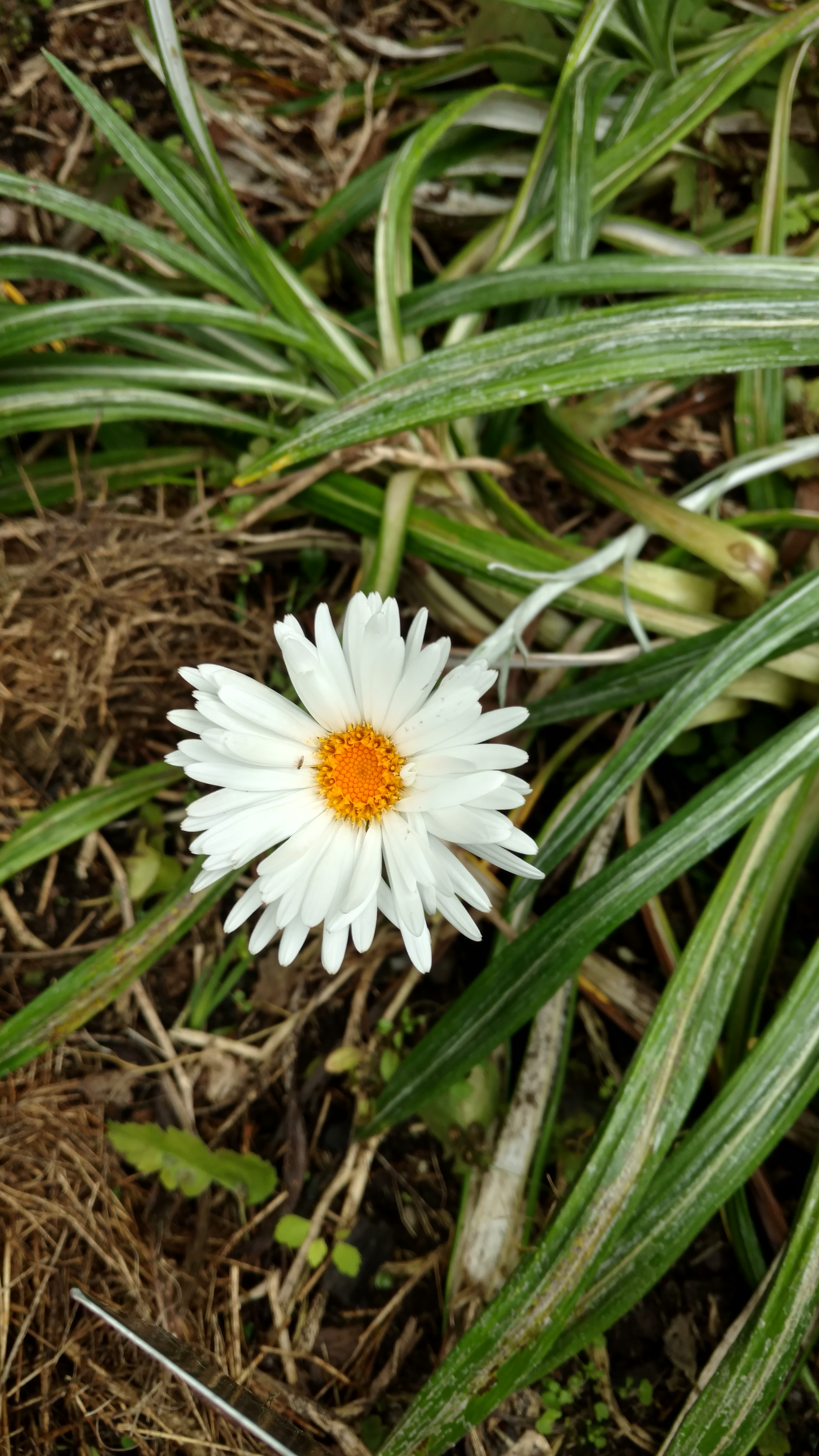 Celmisia monroi plantplacesimage20161213_123304.jpg