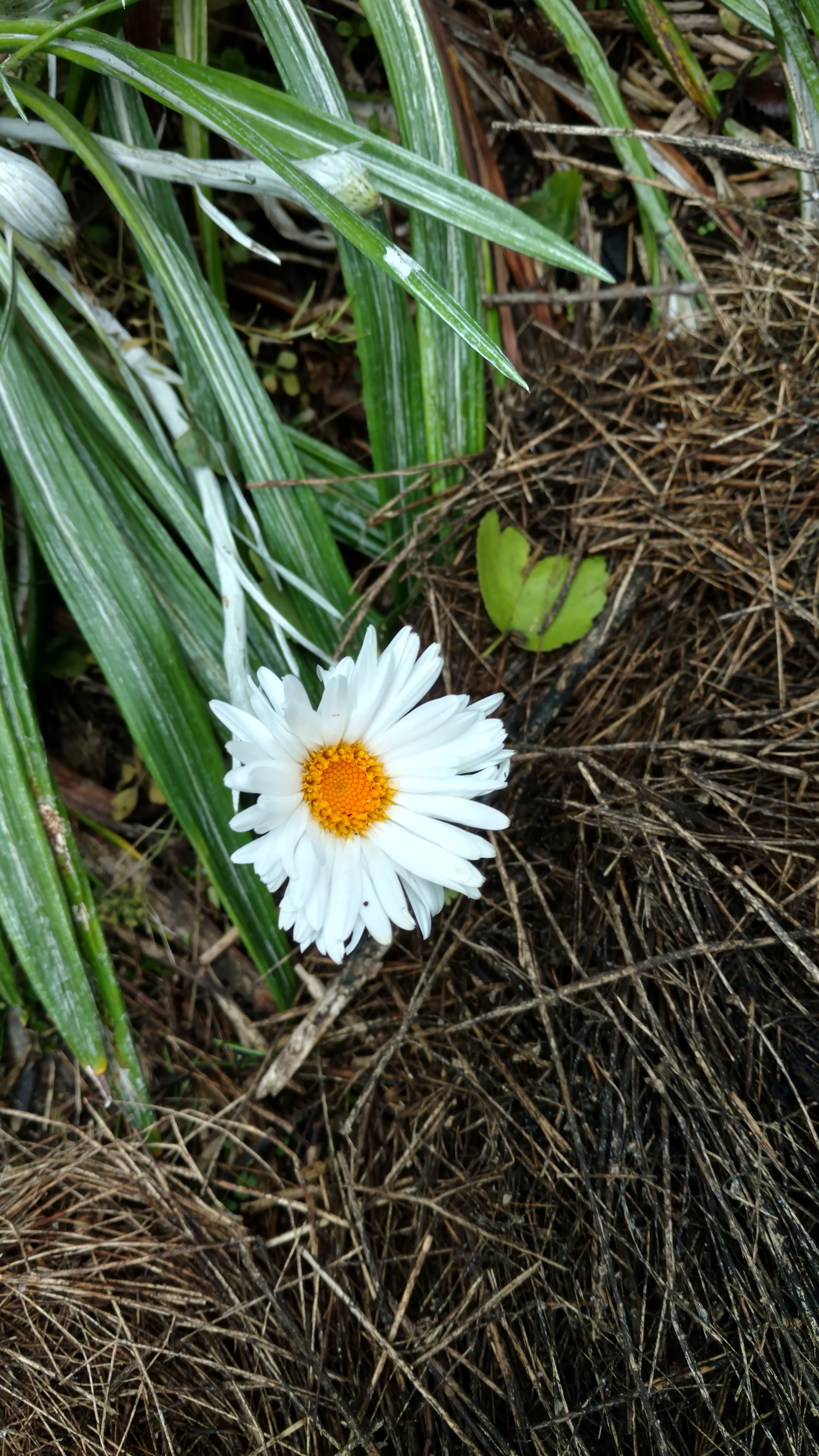 Celmisia monroi plantplacesimage20161213_123320.jpg