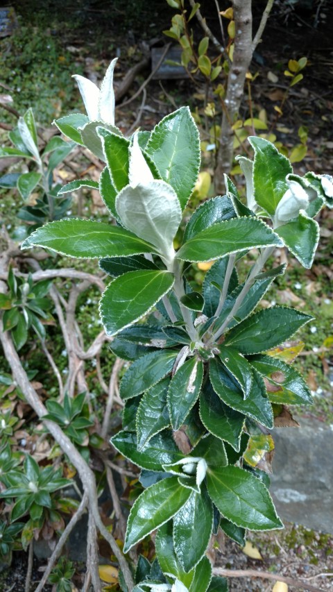 Olearia chathamica plantplacesimage20161213_123607.jpg