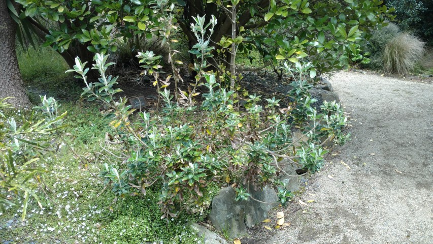 Olearia chathamica plantplacesimage20161213_123616.jpg