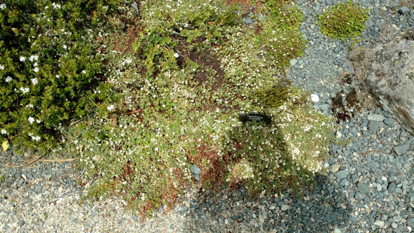 Veronica haastii plantplacesimage20161213_124504.jpg