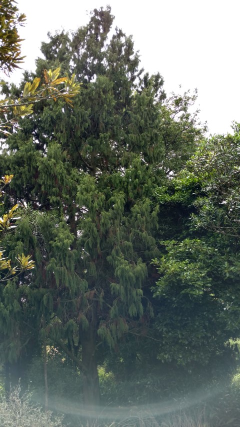 Dacrydium cupressinum plantplacesimage20161213_124915.jpg