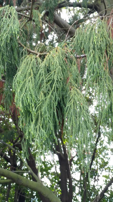 Dacrydium cupressinum plantplacesimage20161213_124942.jpg