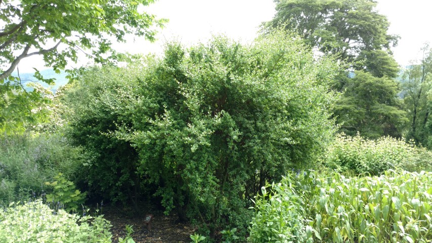 Ceanothus griseus plantplacesimage20161213_125501.jpg