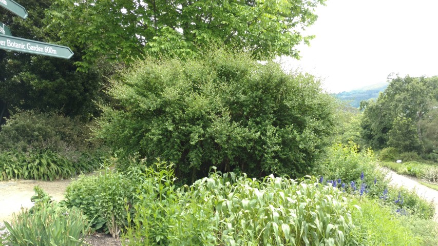 Ceanothus griseus plantplacesimage20161213_125525.jpg