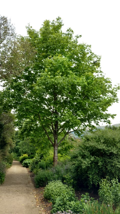 Fraxinus americana plantplacesimage20161213_125700.jpg