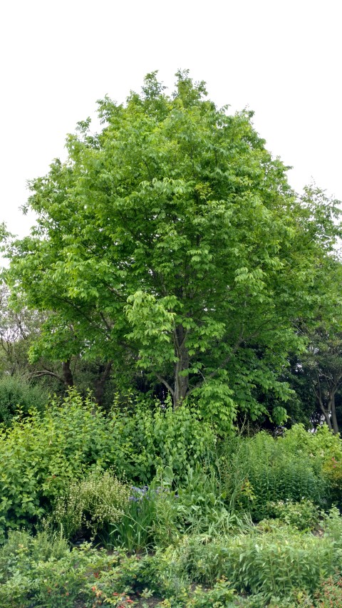 Fraxinus americana plantplacesimage20161213_125740.jpg