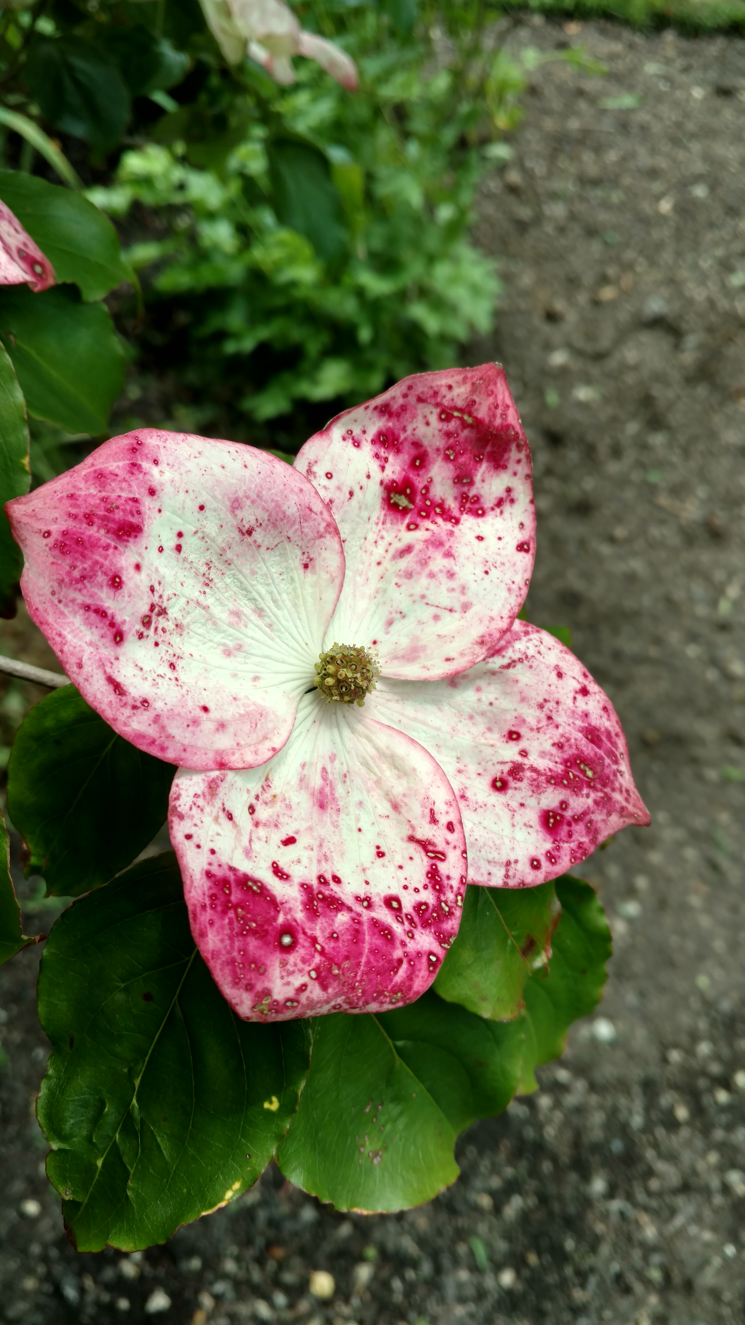 Cornus florida plantplacesimage20161213_125851.jpg