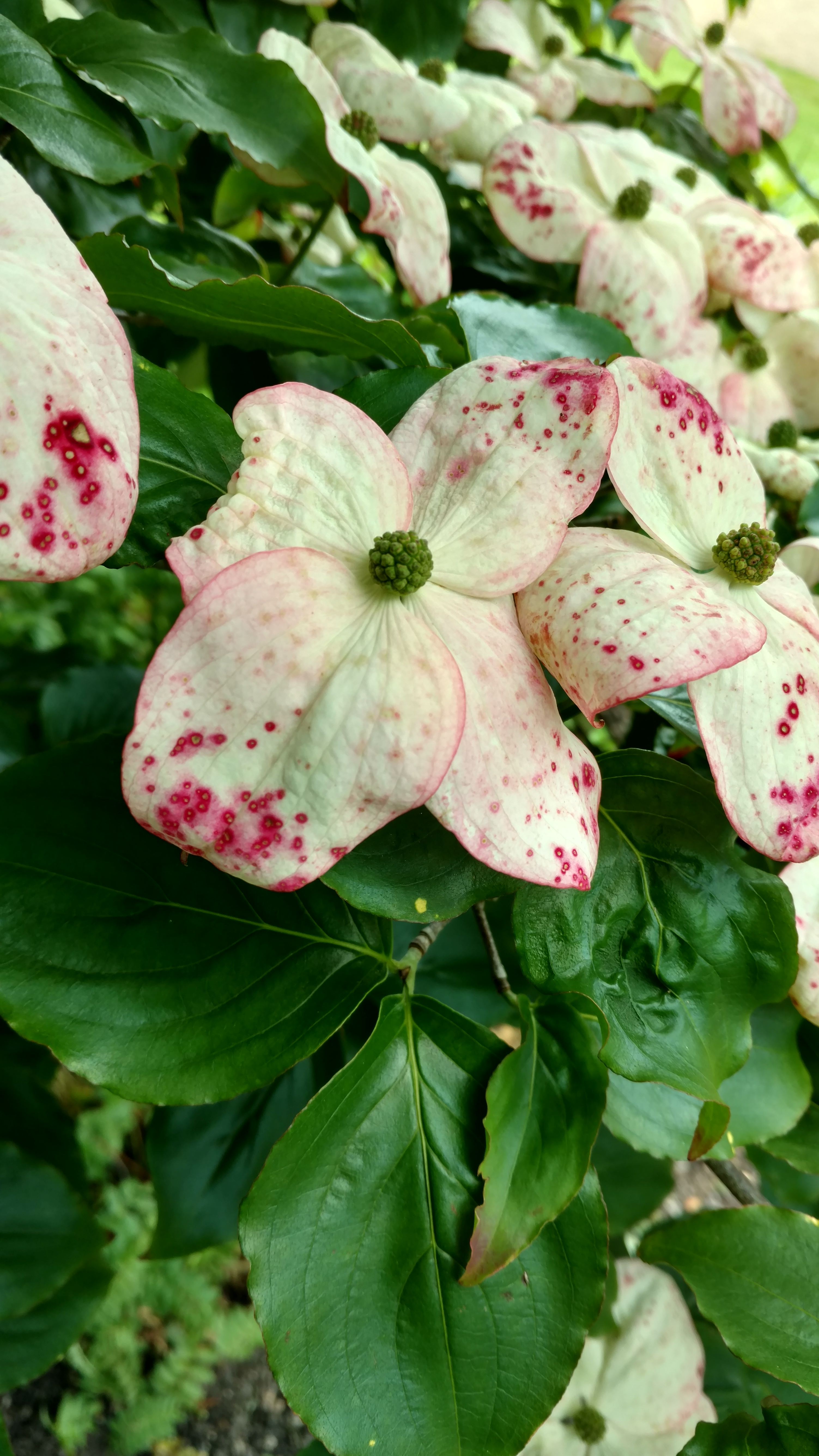 Cornus florida plantplacesimage20161213_125904.jpg