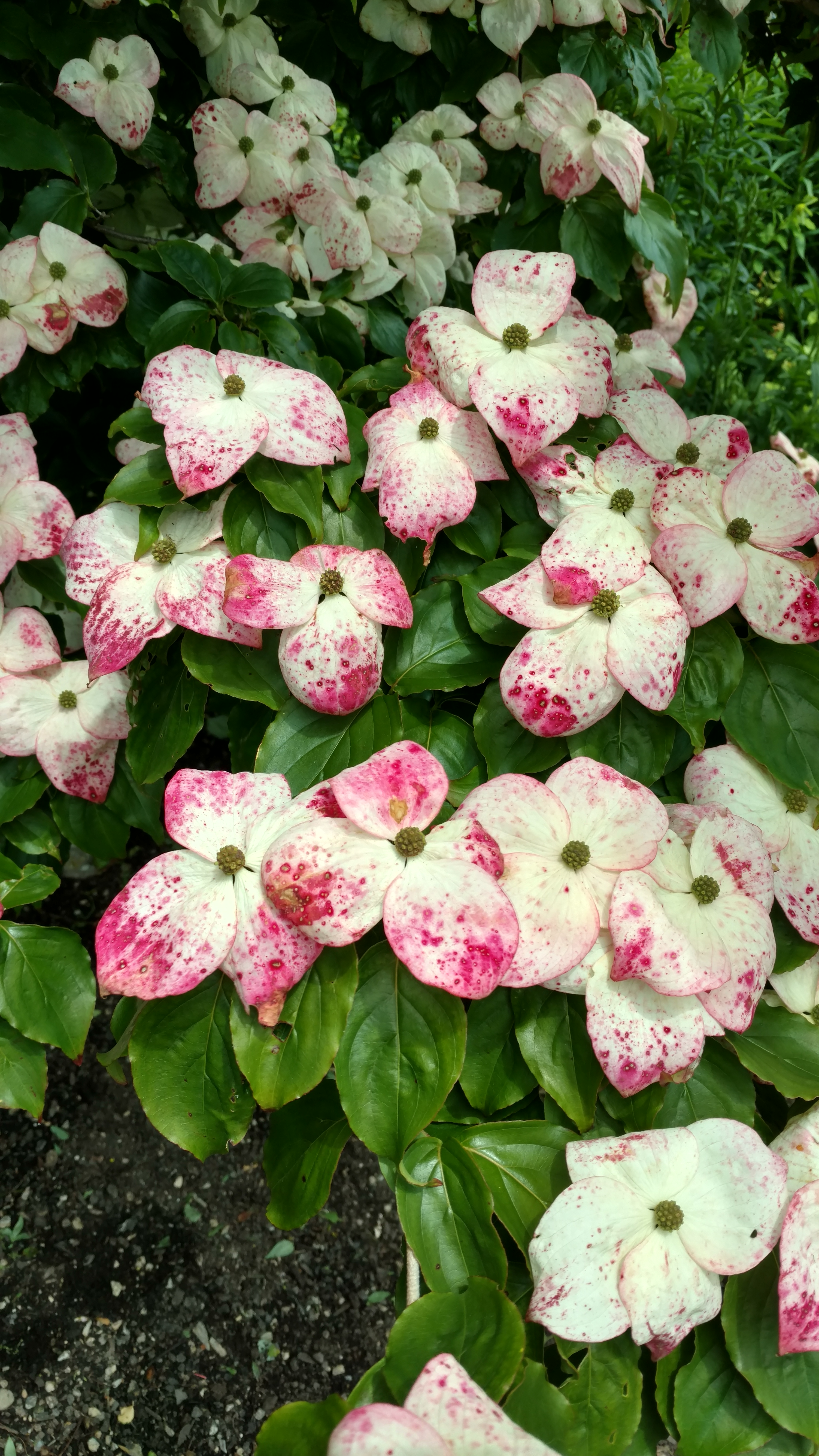 Cornus florida plantplacesimage20161213_125917.jpg