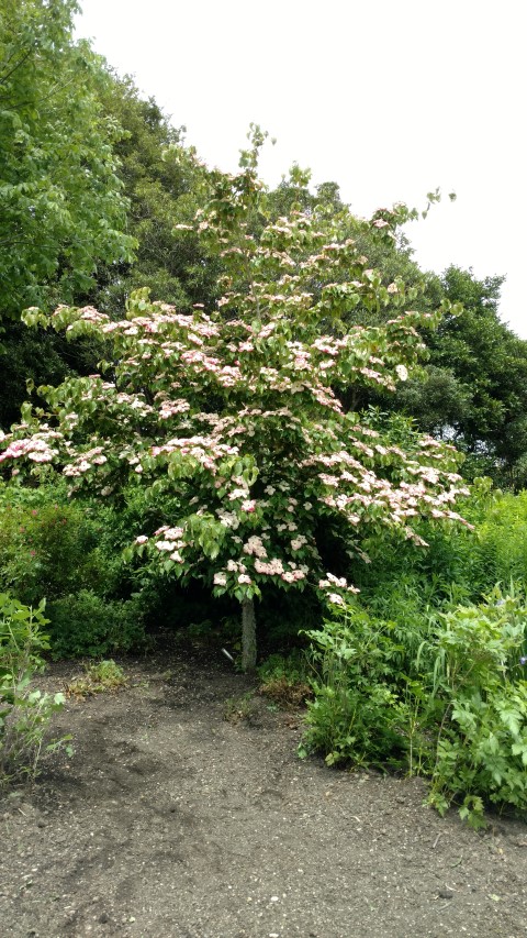 Cornus florida plantplacesimage20161213_125931.jpg