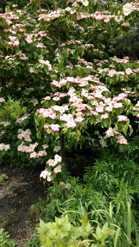 Cornus florida plantplacesimage20161213_125950.jpg