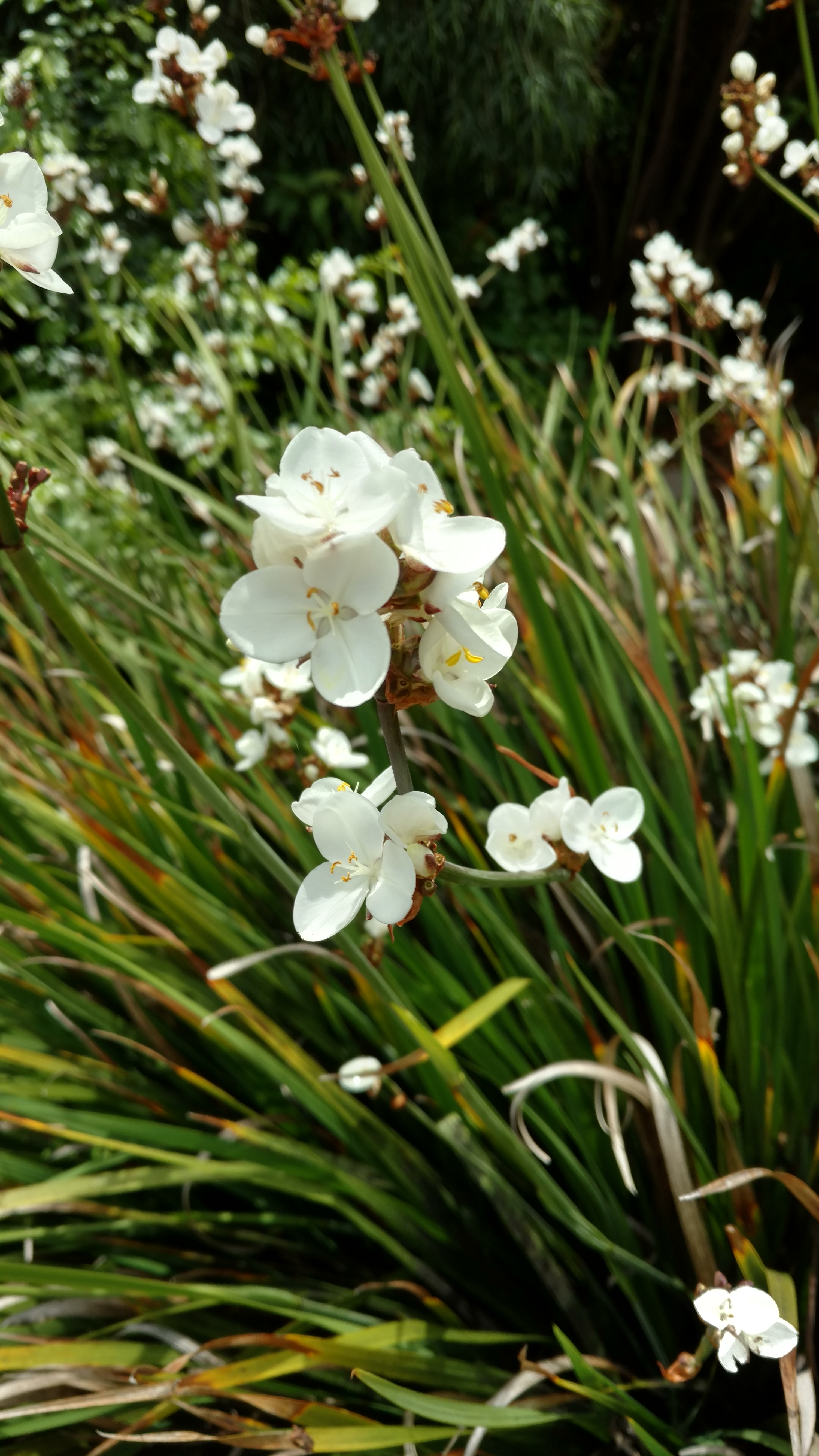 Libertia formosa plantplacesimage20161213_130202.jpg