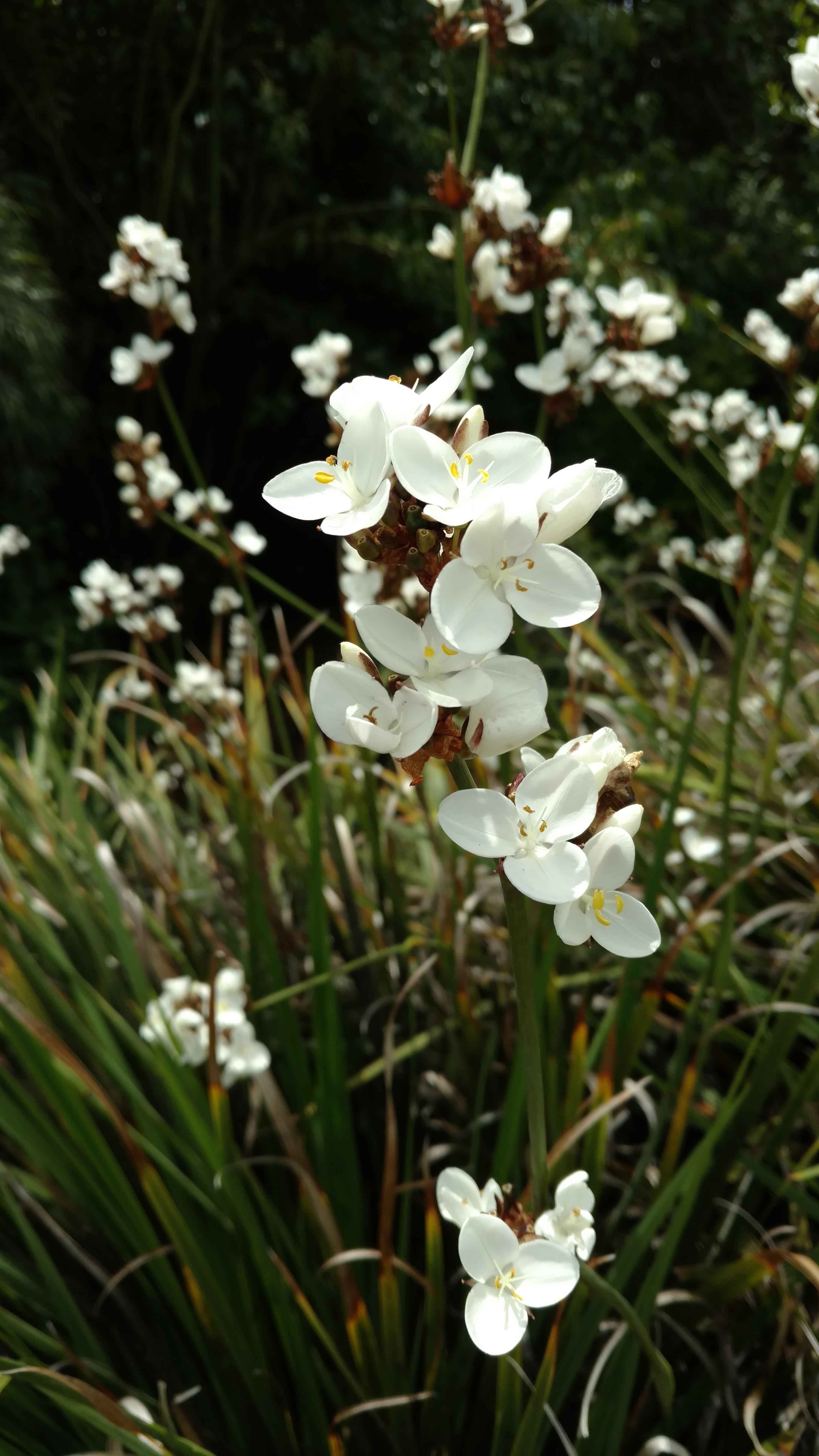 Libertia formosa plantplacesimage20161213_130217.jpg